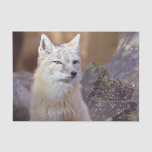 Gewebepapier Korsac Fox Seidenpapier (Vorderseite)