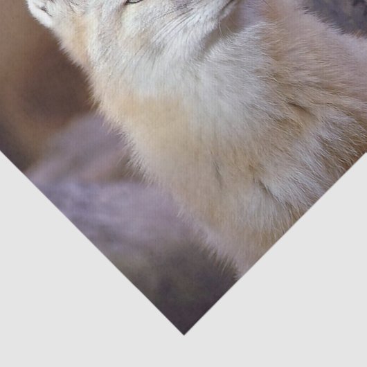 Gewebepapier Korsac Fox Seidenpapier (Ausschnitt)