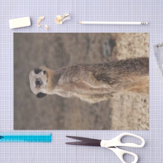 Gewebepapier Meerkat Seidenpapier (Handwerk)