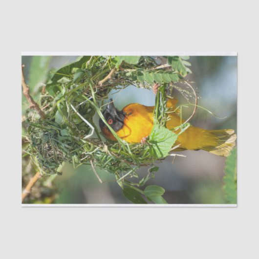 Gewebepapier mit Bild des Weaver Bird Seidenpapier (Vorderseite)