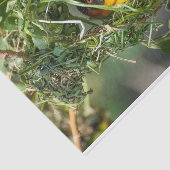 Gewebepapier mit Bild des Weaver Bird Seidenpapier (Ausschnitt)