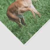 Gewebepapier mit Bild von Baby Impala Seidenpapier (Ausschnitt)