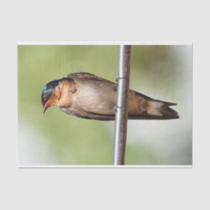 Gewebepapier mit dem Bild der Schlucht Seidenpapier