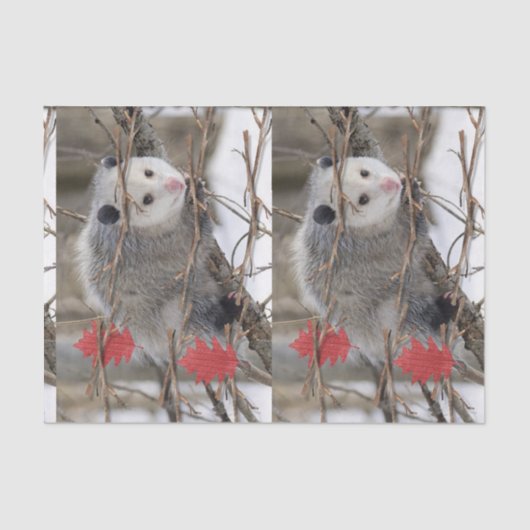 Gewebepapier Opossum-Art Seidenpapier (Vorderseite)