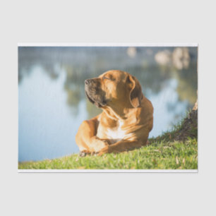 Gewebpapier mit Bild des Hundes nach unten Seidenpapier