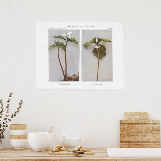 Geweckt Robin - Trillium undulatum Poster (Küche)