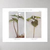 Geweckt Robin - Trillium undulatum
