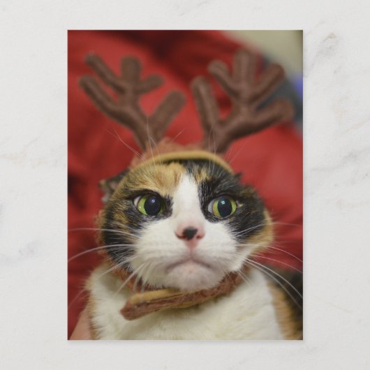 Geweihe eines tragende Rens der Katze Postkarte (Vorderseite)