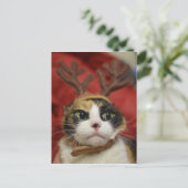 Geweihe eines tragende Rens der Katze Postkarte (Stehend Vorderseite)