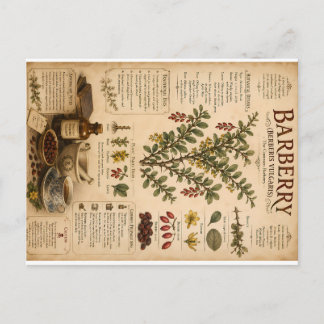 Gewöhnliche Berberitze Botanische Illustration Bil Feiertagspostkarte