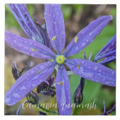 Gewöhnliche Blaue Camas-Blüten Fliese (Vorderseite)