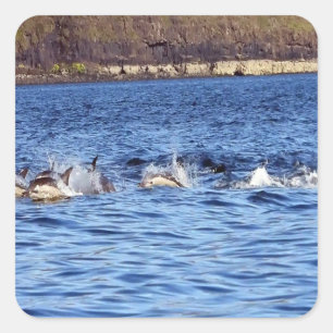 Gewöhnliche Delfine Springen Ozean Meer Natur Kuns Quadratischer Aufkleber