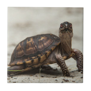 Gewöhnliche Dosenschildkröte Fliese
