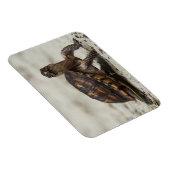 Gewöhnliche Dosenschildkröte Magnet (Rechte Seite)