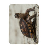 Gewöhnliche Dosenschildkröte Magnet (Vertikal)