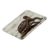 Gewöhnliche Dosenschildkröte Magnet (Linke Seite)