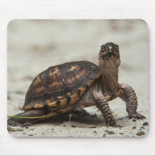 Gewöhnliche Dosenschildkröte Mousepad
