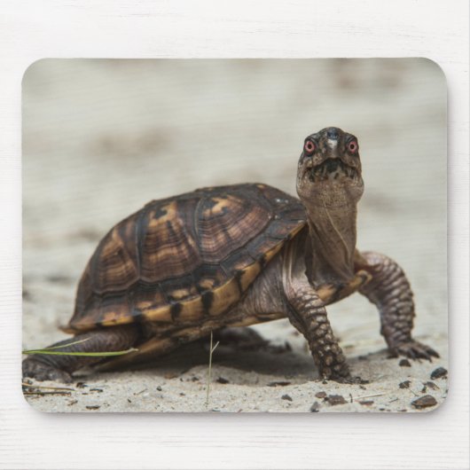 Gewöhnliche Dosenschildkröte Mousepad (Vorne)