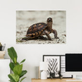 Gewöhnliche Dosenschildkröte Poster (Heimbüro)