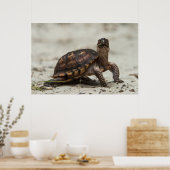 Gewöhnliche Dosenschildkröte Poster (Küche)