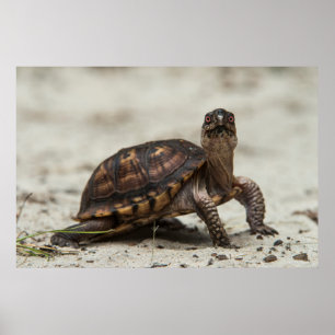 Gewöhnliche Dosenschildkröte Poster