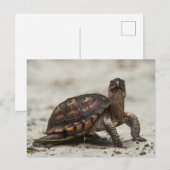 Gewöhnliche Dosenschildkröte Postkarte (Vorne/Hinten)