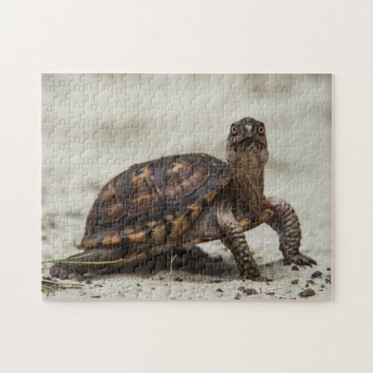 Gewöhnliche Dosenschildkröte Puzzle (Horizontal)