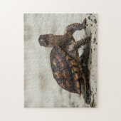 Gewöhnliche Dosenschildkröte Puzzle (Vertikal)