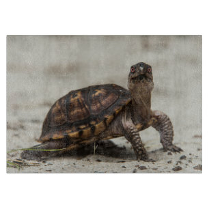 Gewöhnliche Dosenschildkröte Schneidebrett