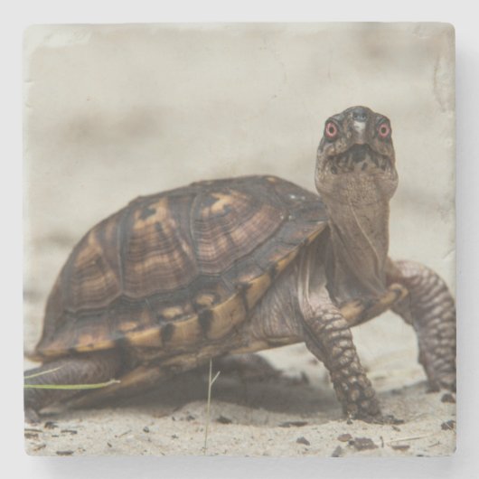 Gewöhnliche Dosenschildkröte Steinuntersetzer (Vorderseite)