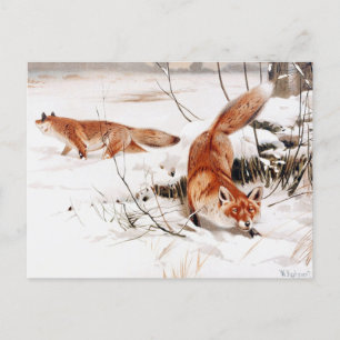 Gewöhnliche Füchse im Schnee, beliebtes Kunstwerk, Postkarte