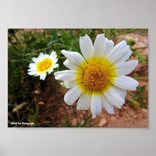 Gewöhnliche Gänseblümchen Poster (Vorne)