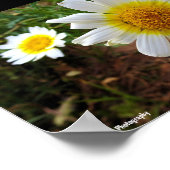 Gewöhnliche Gänseblümchen Poster (Ecke)