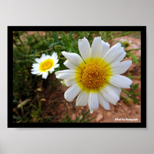 Gewöhnliche Gänseblümchen Poster