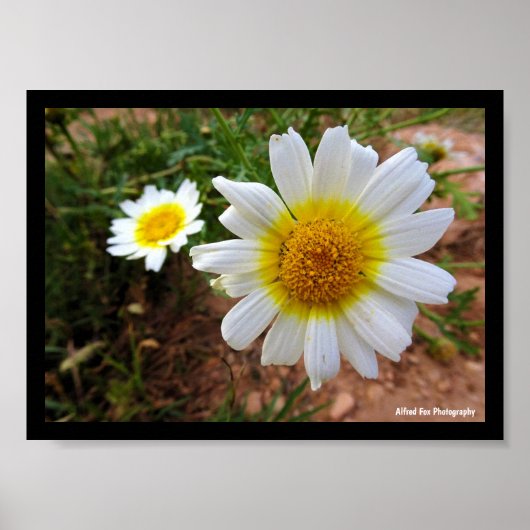 Gewöhnliche Gänseblümchen Poster (Vorne)