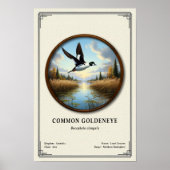 Gewöhnliche Goldeneye-Zoologie-Serie Poster (Vorne)