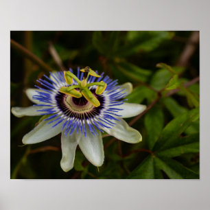 Gewöhnliche Passionsblume Poster
