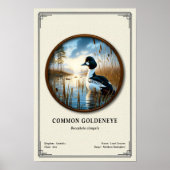 Gewöhnliche Zoologie-Serie der Gänsesäger Poster (Vorne)