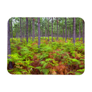 Gewöhnlicher Adlerfarn (Pteridium Aquilinum) wachs Magnet