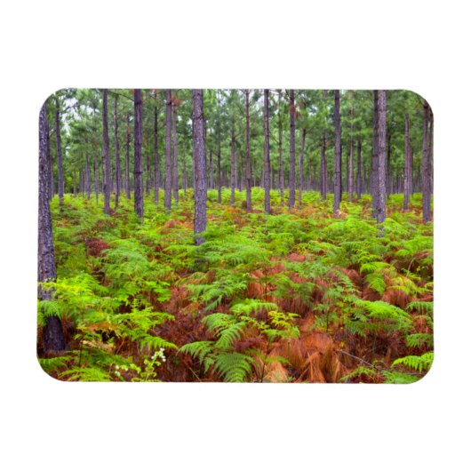 Gewöhnlicher Adlerfarn (Pteridium Aquilinum) wachs Magnet (Horizontal)