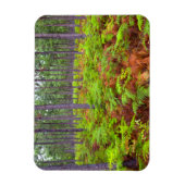 Gewöhnlicher Adlerfarn (Pteridium Aquilinum) wachs Magnet (Vertikal)