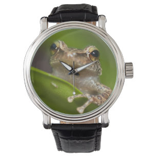 Gewöhnlicher Coqui, Eleutherodactylus coqui Armbanduhr