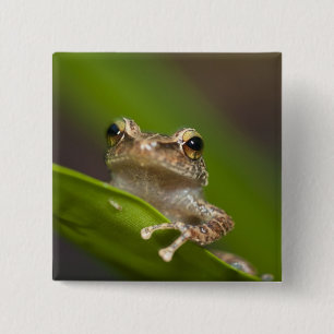 Gewöhnlicher Coqui, Eleutherodactylus coqui Button