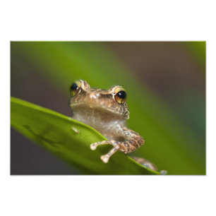 Gewöhnlicher Coqui, Eleutherodactylus coqui Fotodruck