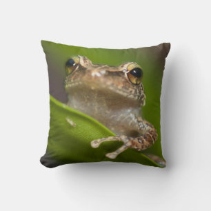 Gewöhnlicher Coqui, Eleutherodactylus coqui Kissen