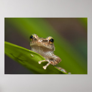 Gewöhnlicher Coqui, Eleutherodactylus coqui Poster