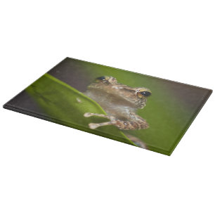 Gewöhnlicher Coqui, Eleutherodactylus coqui Schneidebrett