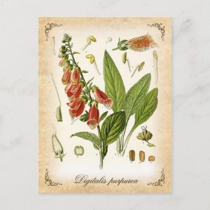 Gewöhnlicher Fingerhut - Vintage-Illustration Postkarte