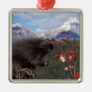 Gewöhnliches Stachelschwein beim Fressen von Hochb Ornament Aus Metall
