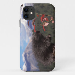 Gewöhnliches Stachelschwein beim Fressen von hochw Case-Mate iPhone Hülle